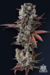 Hawaiian Sunkist Feminized Seeds by Compound Genetics