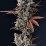 Hawaiian Sunkist Feminized Seeds by Compound Genetics