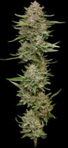 Hella Jelly Feminized Seeds by Humboldt Seed Company - Image 2