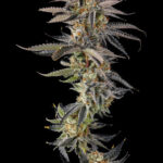 Jahrassic Feminized Seeds by Compound Genetics