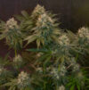 Jelly Donutz Autoflower Seeds by Humboldt Seed Company