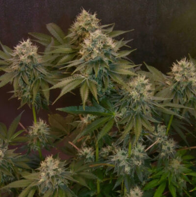 Jelly Donutz Autoflower Seeds by Humboldt Seed Company - Image 3