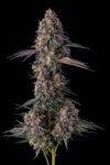 Kumamotoz Feminized Seeds by Compound Genetics