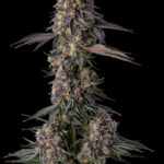 Kumamotoz Feminized Seeds by Compound Genetics