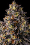 Kumamotoz Feminized Seeds by Compound Genetics - Image 2