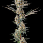 La Llorona Feminized Seeds by Compound Genetics