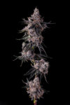 Lemon Cherry Pave Feminized Seeds by Compound Genetics