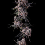 Lemon Cherry Pave Feminized Seeds by Compound Genetics