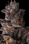 Lemon Cherry Pave Feminized Seeds by Compound Genetics - Image 2