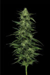 Limez Feminized Seeds by Humboldt Seed Company - Image 3