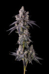 Mora Azul Feminized Seeds by Compound Genetics