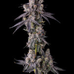 Mora Azul Feminized Seeds by Compound Genetics
