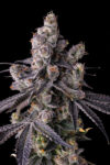 Mora Azul Feminized Seeds by Compound Genetics - Image 2