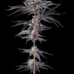 Nakamarra Feminized Seeds by Compound Genetics
