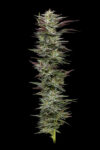 Notorious THC Feminized Seeds by Humboldt Seed Company - Image 3