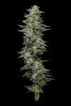Nutter Budder Feminized Seeds by Humboldt Seed Company - Image 3