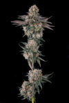 Orange Creampop Feminized Seeds by Humboldt Seed Company - Image 3