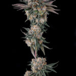 Orange Moon Feminized Seeds by Compound Genetics
