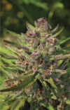 P.P.D Feminized Seeds by Humboldt Seed Company - Image 2