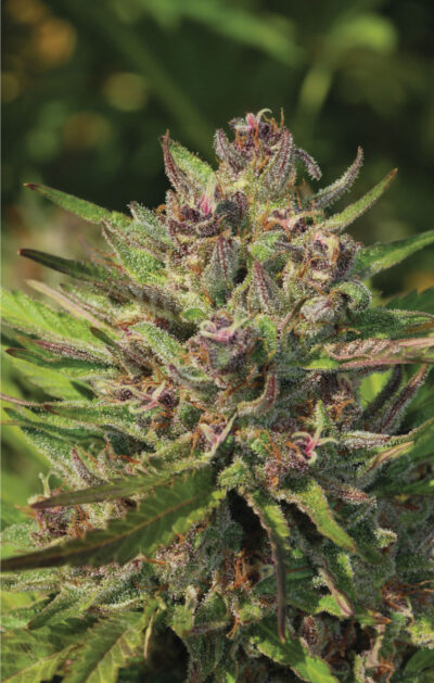 P.P.D Feminized Seeds by Humboldt Seed Company - Image 2