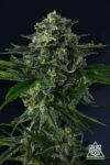 Philbo Baggins Feminized Seeds by Compound Genetics