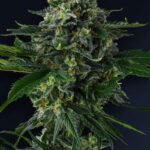 Philbo Baggins Feminized Seeds by Compound Genetics