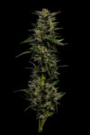 Pistachio Feminized Seeds by Humboldt Seed Company - Image 3