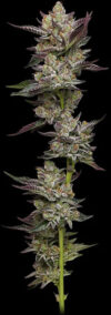 Poddy Mouth Feminized Seeds by Humboldt Seed Company - Image 2
