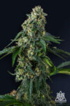 Presidential Pardon Feminized Seeds by Compound Genetics