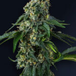 Presidential Pardon Feminized Seeds by Compound Genetics