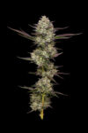 Puff Pastry Feminized Seeds by Humboldt Seed Company - Image 3