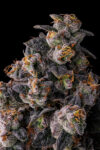 Rainbow Guavé Feminized Seeds by Compound Genetics - Image 2