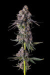 Rainbow Guavé Feminized Seeds by Compound Genetics