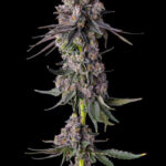 Rainbow Guavé Feminized Seeds by Compound Genetics