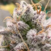 Red Skrrrt-Banger Feminized Seeds by Terphogz