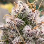 Red Skrrrt-Banger Feminized Seeds by Terphogz