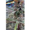 Red Skrrrt-Banger Feminized Seeds by Terphogz - Image 2