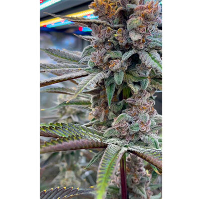 Red Skrrrt-Banger Feminized Seeds by Terphogz - Image 2
