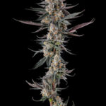 Shake Back Feminized Seeds by Compound Genetics