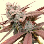 So Fresa Feminized Seeds by Terphogz