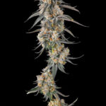 Solazo Feminized Seeds by Compound Genetics
