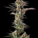 Tostones Feminized Seeds by Compound Genetics