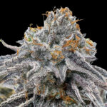 Zapplez 2.0 Feminized Seeds by Conscious Genetics