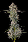 Zhampagne Feminized Seeds by Compound Genetics