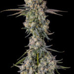 Zhampagne Feminized Seeds by Compound Genetics