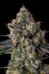 Zhampagne Feminized Seeds by Compound Genetics - Image 2