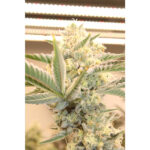 Banana Pi'nana Z Regular Seeds by Terphogz