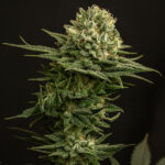 Banana Pizza Regular Seeds by Terphogz
