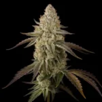 Banana Velvet OG Feminized Seeds by Triploid Genetics