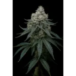 Frosty Apple Feminized Seeds by Triploid Genetics